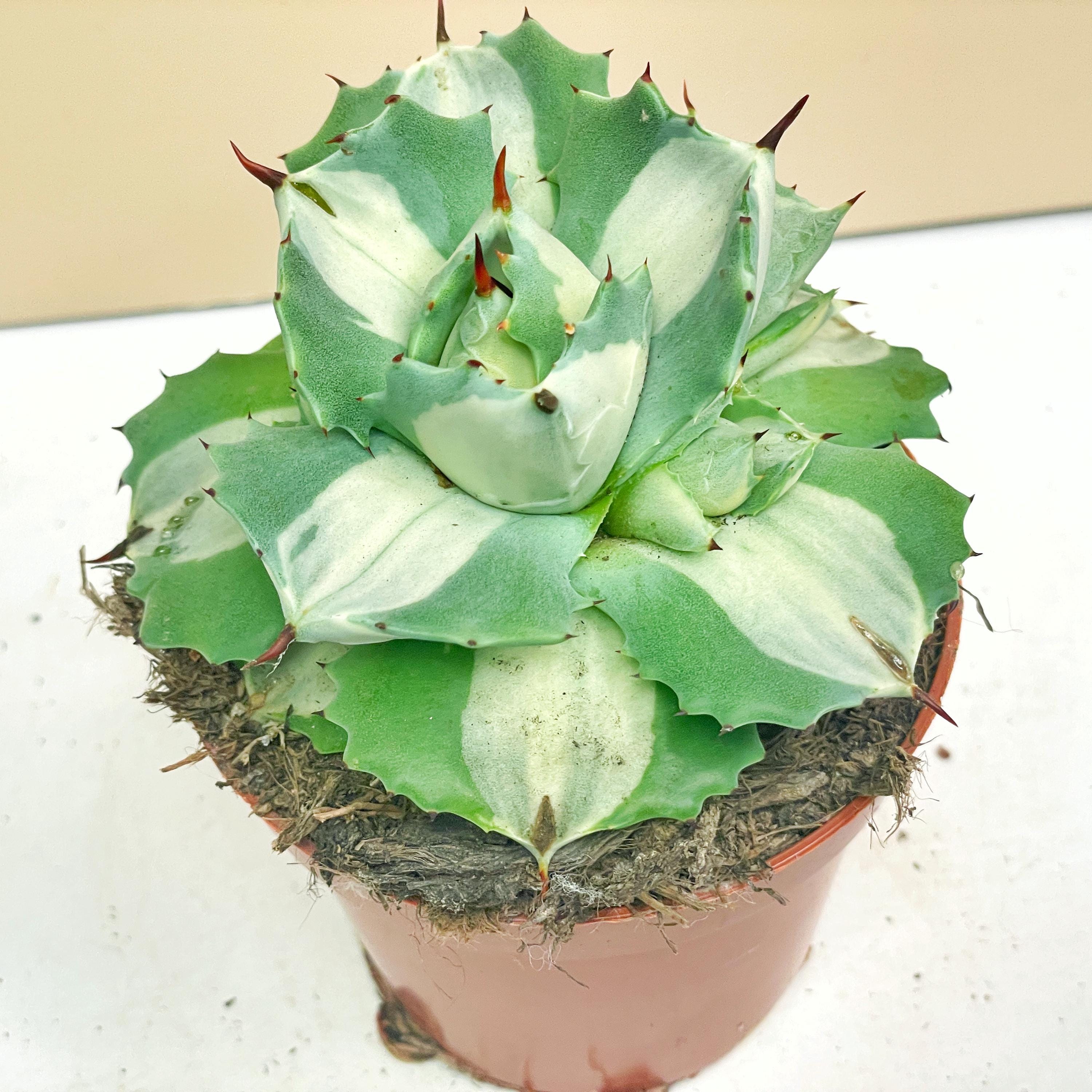 Agave potatorum - Etsy 日本