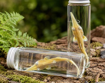 Squalo sega, esemplare umido, vero squalo conservato, stranezza gotica, morte naturale etica, curiosità marina, barattolo espositivo