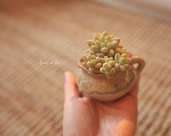 Ink-Wash Landscape Collection: Handmade Ceramic Succulent Pots in Ancient Chinese Painting Style