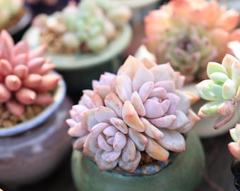 Self-Mixed Succulent Gritty Soil Mix + Dressing Stones [Pot Customer EXCLUSIVE]