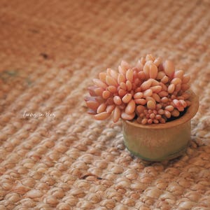 May include: A small, round, light green ceramic pot containing a dense cluster of fleshy, peach-colored succulent leaves. The text 'leaves in clay' is visible in white script on the left side of the plant. The succulent has many small, rounded, petal-like leaves.