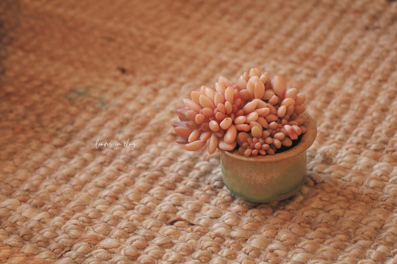 May include: A small, round, light green ceramic pot containing a dense cluster of fleshy, peach-colored succulent leaves. The text 'leaves in clay' is visible in white script on the left side of the plant. The succulent has many small, rounded, petal-like leaves.