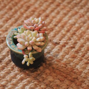 May include: A small, round ceramic planter with a dark blue base and a teal, speckled rim, containing a cluster of pale pink and light green succulent leaves. The text "Leaves in Clay" is visible in white script on the right side of the planter.