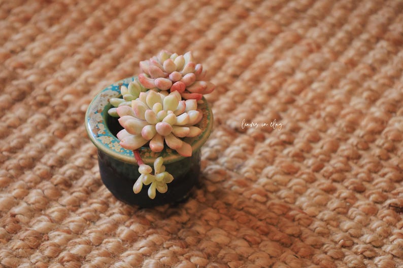 May include: A small, round ceramic planter with a dark blue base and a teal, speckled rim, containing a cluster of pale pink and light green succulent leaves. The text "Leaves in Clay" is visible in white script on the right side of the planter.