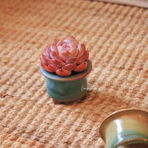 May include: A small, pink succulent plant potted in a round, teal-colored ceramic planter with a wide rim and three short feet. The planter features the white cursive text leaves in clay. Several additional empty ceramic planters are visible nearby.