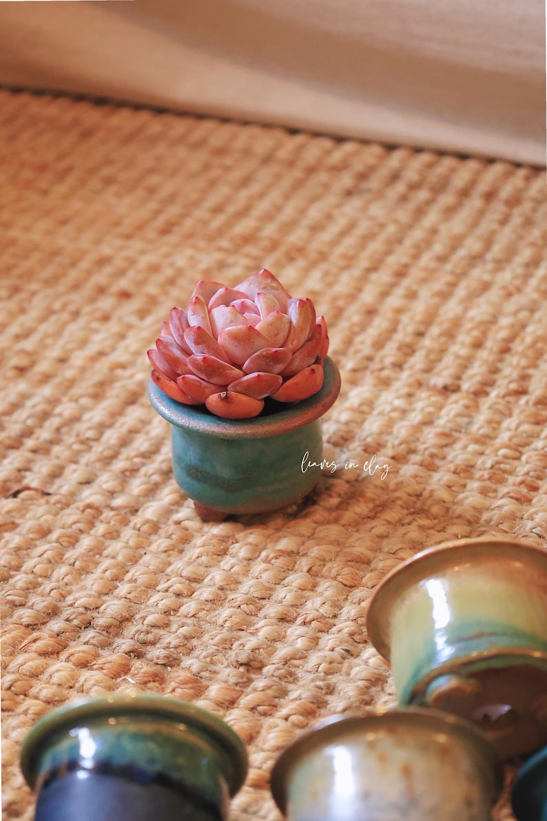 May include: A small, pink succulent plant potted in a round, teal-colored ceramic planter with a wide rim and three short feet. The planter features the white cursive text leaves in clay. Several additional empty ceramic planters are visible nearby.