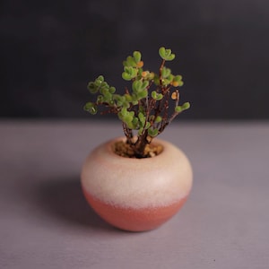 May include: A small, round ceramic planter with a two-tone design, featuring a light pink upper half and a coral-colored lower half. The planter holds a small succulent plant with green leaves and brown stems. The background is a dark gray.