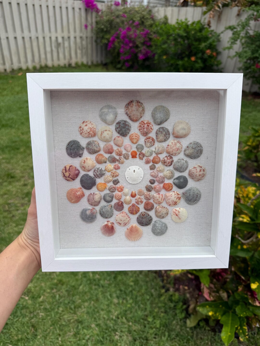 Scallop Shell Shadow Box - Etsy