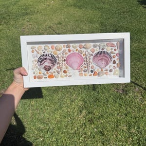 May include: A framed seashell art piece featuring three large, fan-shaped shells in shades of pink and purple, surrounded by smaller shells and pebbles. The white frame complements the natural colors of the sea life.
