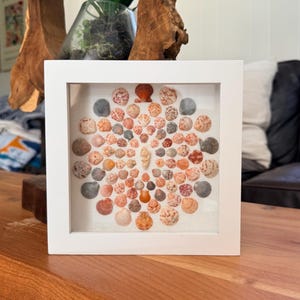 Può includere: Un'opera d'arte in scatola ombra con cornice bianca con una collezione di conchiglie disposte a cerchio. I gusci variano per dimensioni, colore e consistenza, con sfumature di arancione, beige e grigio. L'opera è esposta su un tavolo di legno.