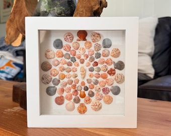 May include: A white framed shadow box art piece featuring a collection of seashells arranged in a circular pattern. The shells vary in size, color, and texture, with shades of orange, tan, and gray. The artwork is displayed on a wooden table.