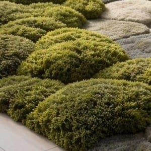 May include: A textured rug with a unique design. The rug features a pattern of rounded, moss-like tufts in shades of green, creating a natural, organic look. The background has a stone-like pattern in neutral tones, adding contrast and depth.