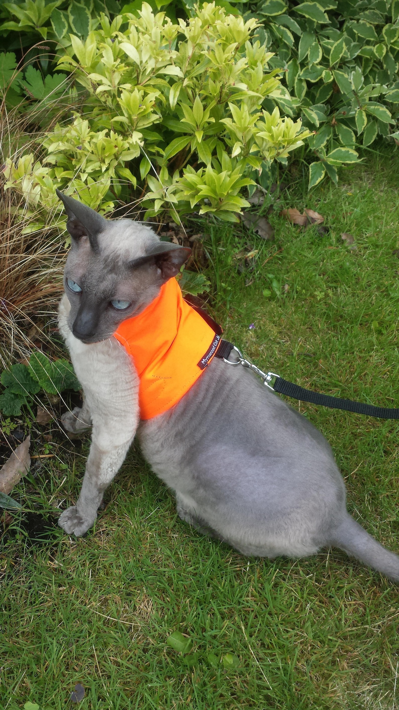 Mynwood Cat Walking Jacket Harness Vest High Visability Yellow Etsy