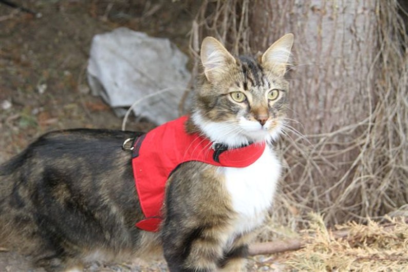 Mynwood Cat Walking Jacket Harness Weste alle Sendungsverfolgung Rot