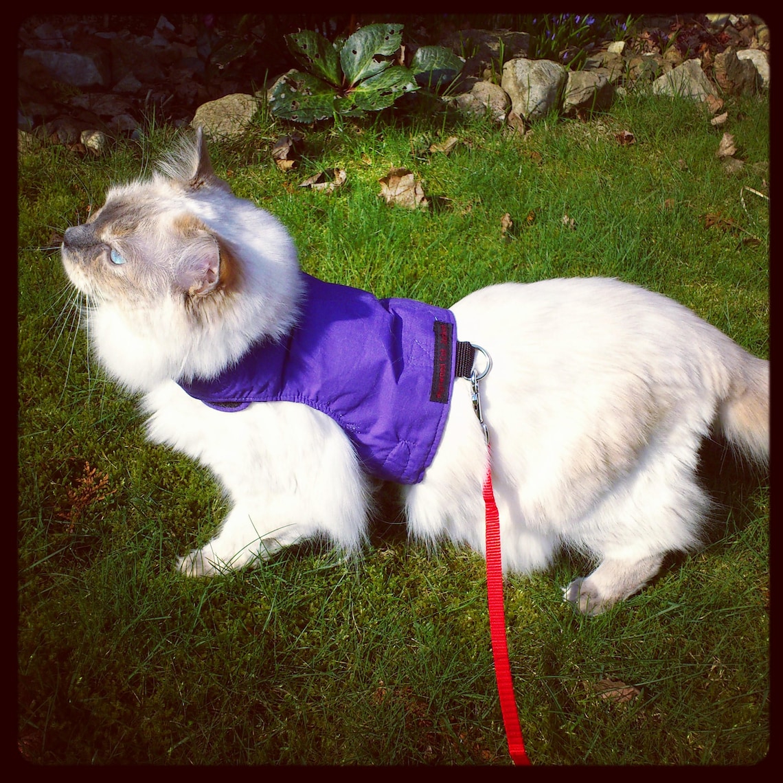 Mynwood Escape Proof Cat Harness - Blue Combat Jacket Style For Adult Cats