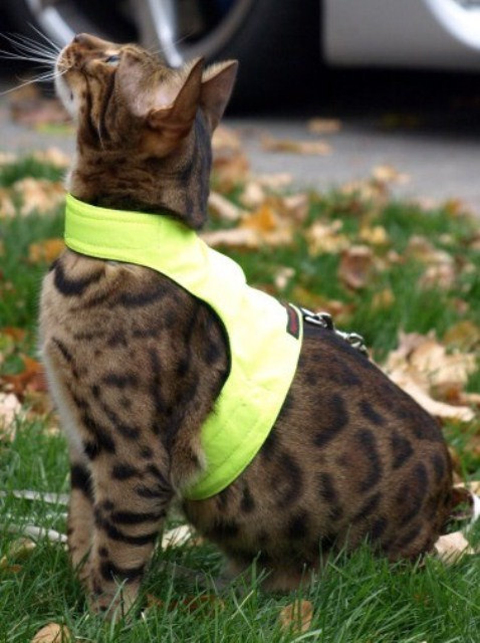 Mynwood Cat Walking Jacket Harness Vest High Visability Yellow Etsy