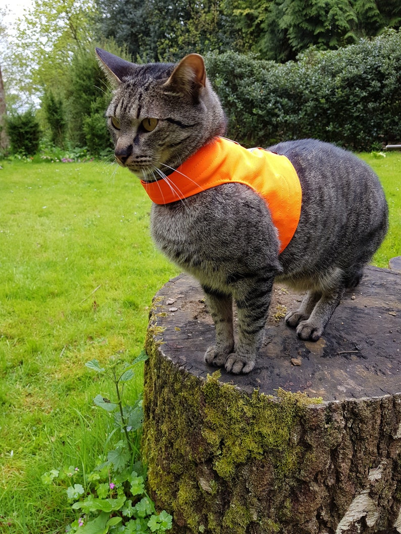 Mynwood Cat Walking Jacket Harness Vest High Visability Yellow Etsy