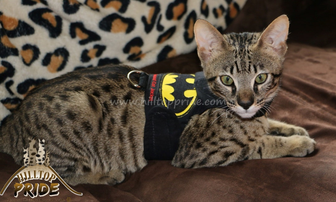 Mynwood Cat Walking Jacket Harness Vest Batman All Tracked Etsy UK