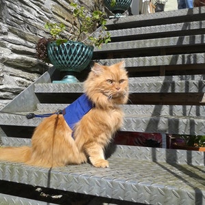 Mynwood Cat Walking Jacket Harness Vest - BLUE - all Tracked shipping