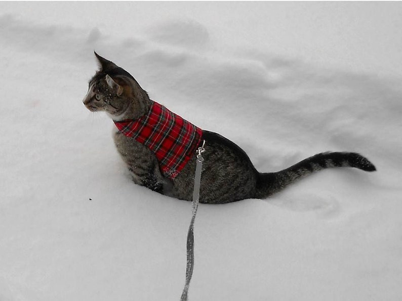 Mynwood Cat Walking Jacket Harness Weste alle Sendungsverfolgung Royal Stewart Tartan