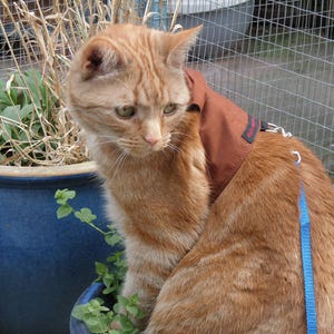 Mynwood Cat Walking Jacket Harness Vest - all Tracked shipping