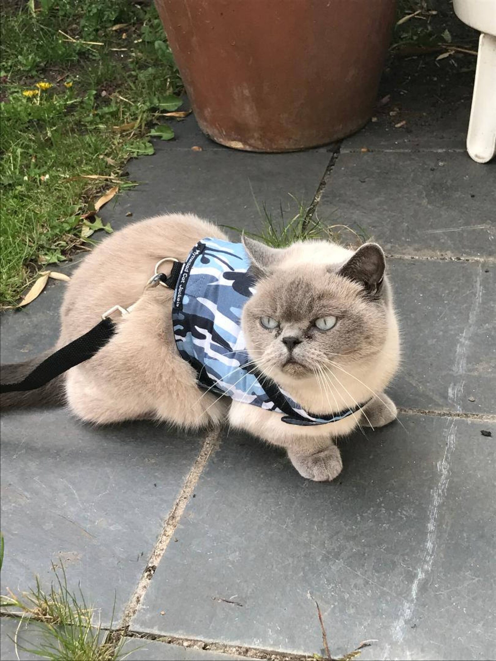 Mynwood Cat Walking Jacket Harness Vest Kitten or Adult Etsy