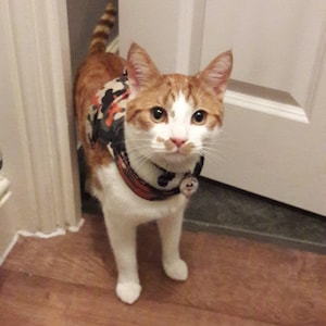 Mynwood Cat Walking Jacket Harness Vest all Tracked shipping image 6