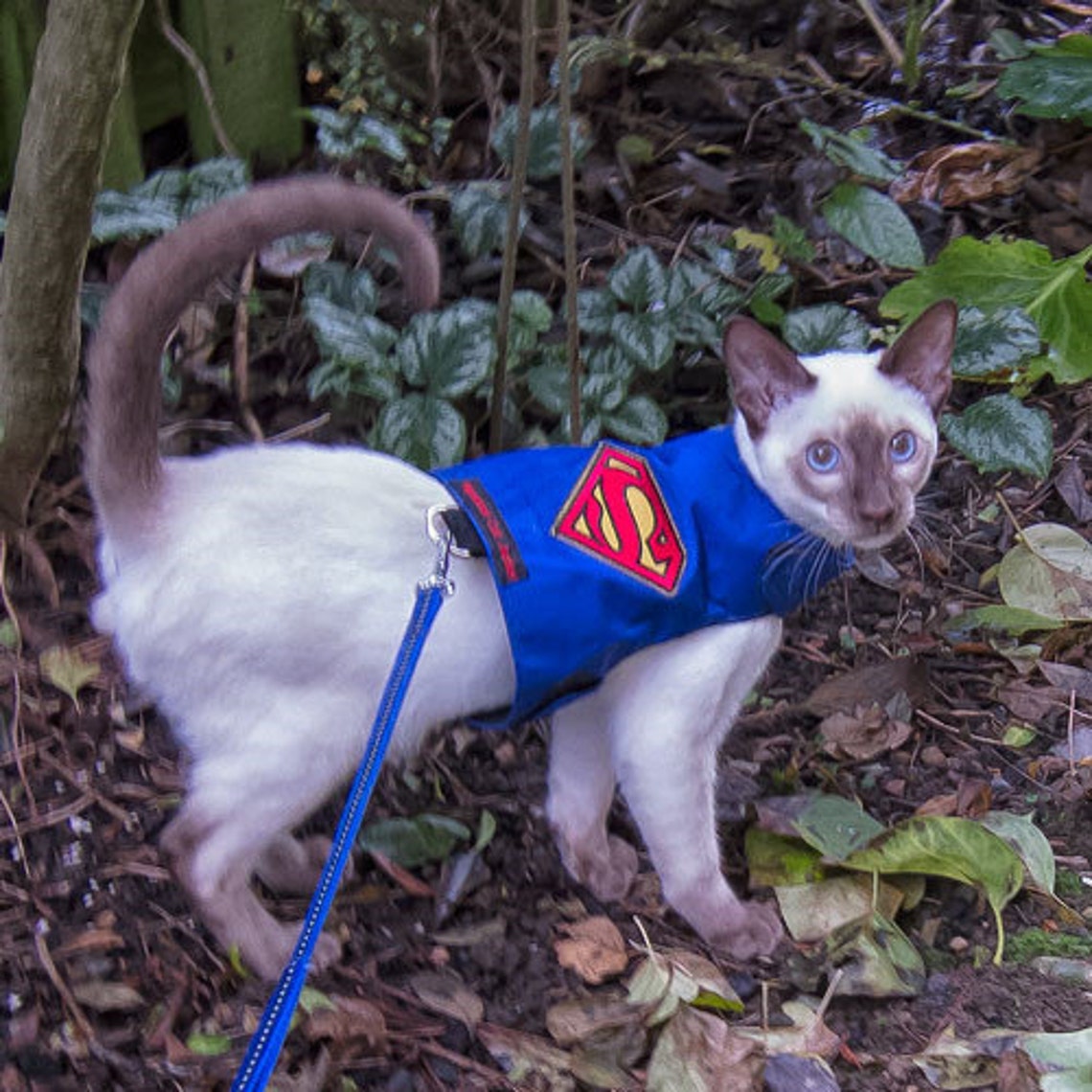 Mynwood Cat Walking Jacket Harness Vest Superman All Tracked Etsy