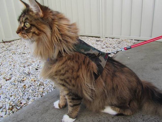 cat walking jacket