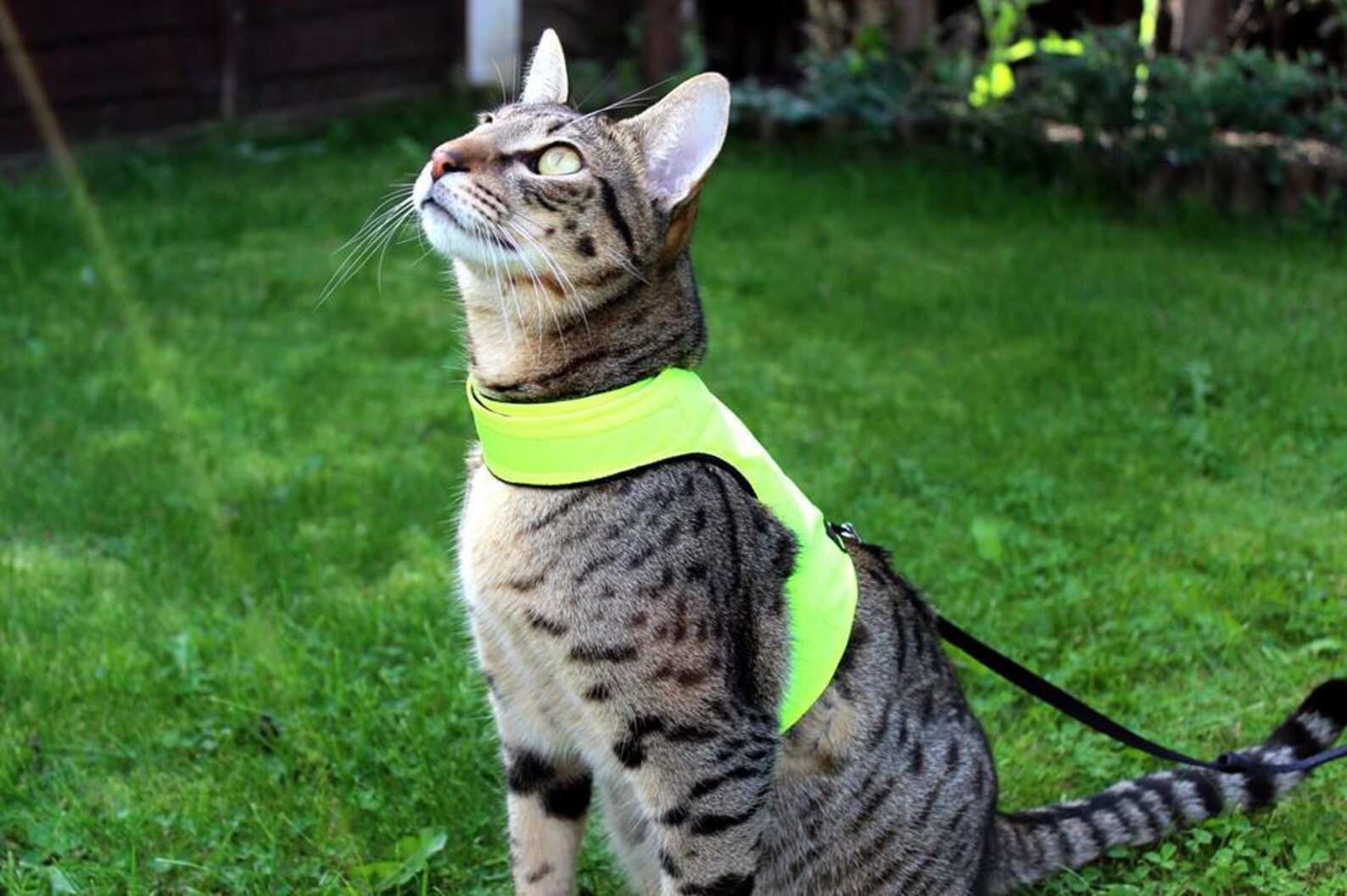 Mynwood Cat Walking Jacket Harness Vest High Visability Yellow Etsy