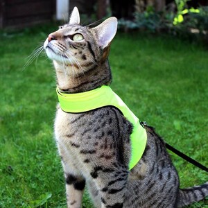 Mynwood Cat Walking Jacket Harness Vest High Visability yellow or orange