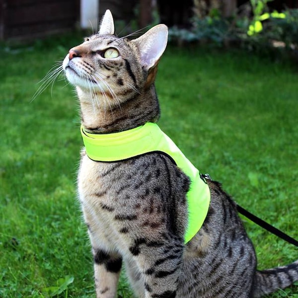 Mynwood Cat Walking Jacket Harness Vest High Visability yellow or orange kitten or adult - all Tracked shipping