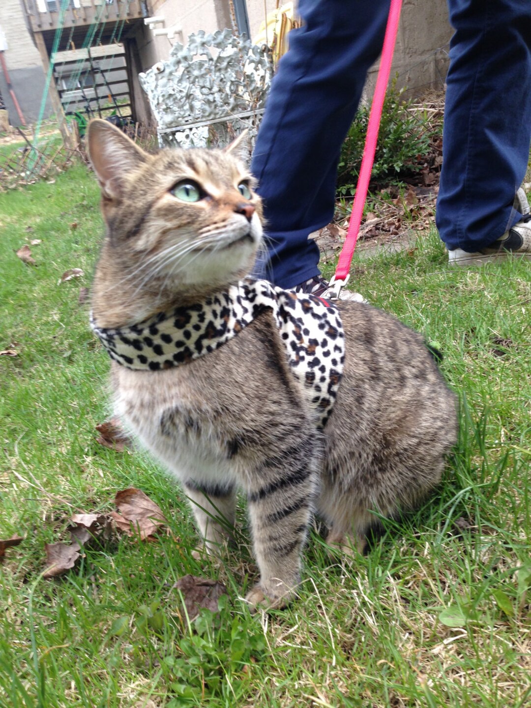 Mynwood Cat Walking Jacket Harness Vest Faux Fur All Tracked Shipping