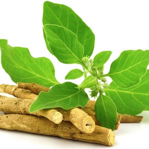 Image of multiple Ashwagandha Roots and green leaves