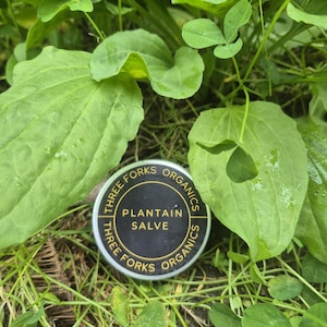 May include: A round metal tin with a black label featuring gold text that reads Three Forks Organics Plantain Salve. The container has a silver rim and is positioned among green plantain leaves and clover foliage in a natural outdoor setting.