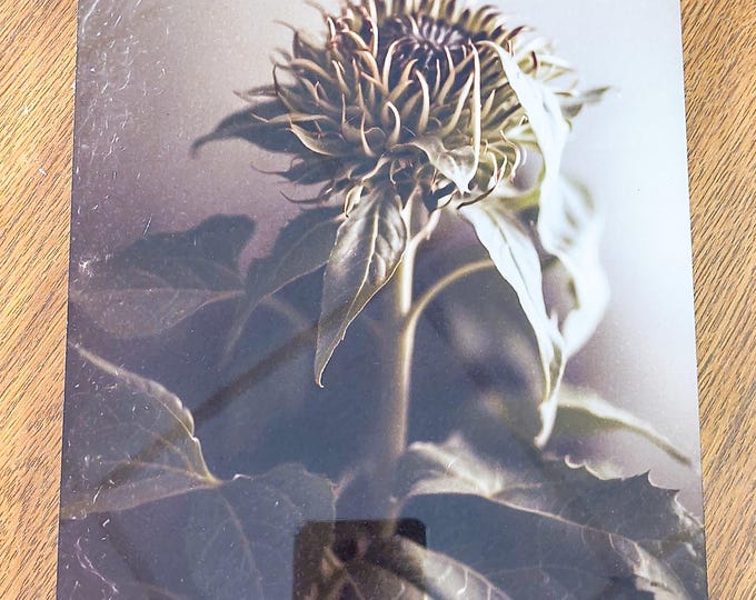 Faded Sunflower Metal Print: 7x9 Inch Studio Photography
