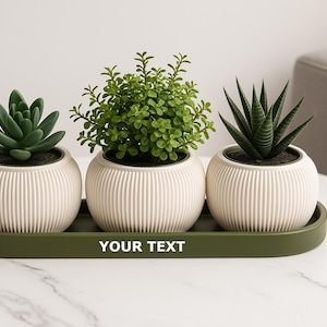 Può includere: Tre piante grasse in vaso in vasi di ceramica bianca e scanalata sono su un vassoio verde. Le piante variano per forma e colore, con la pianta centrale di un verde vibrante. Il vassoio ha il testo "YOUR TEXT" in bianco.