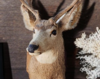 Vintage Whitetail Deer Taxidermy Shoulder Mount w/ hooves (gun holder) Beautiful! 90's.  Free domestic shipping