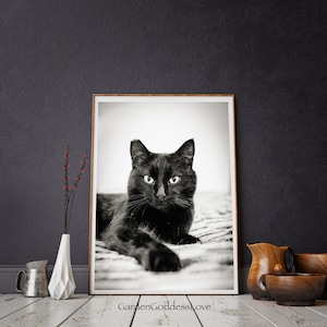 Sweet Midnight, Black Cat Photography Poster Wall Art Decor, Instant Digital Download, Black and White Black Cat Photography Print
