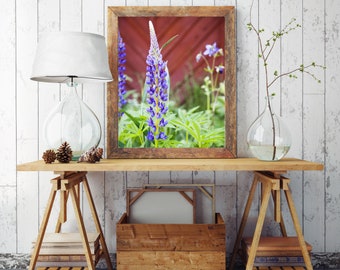 Purple Garden Lupine, Fine Art Photography Print, Instant Digital Download, Garden Wall Decor Art, Printable Art, Purple Flower Print