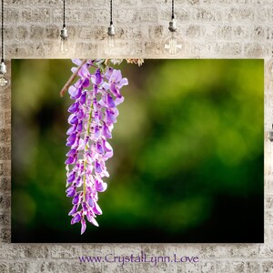 Pretty Purple Wisteria, Fine Art Nature Photography Print, Instant Digital Download, Wildflower Wall Art, Home Decor, Printable Art