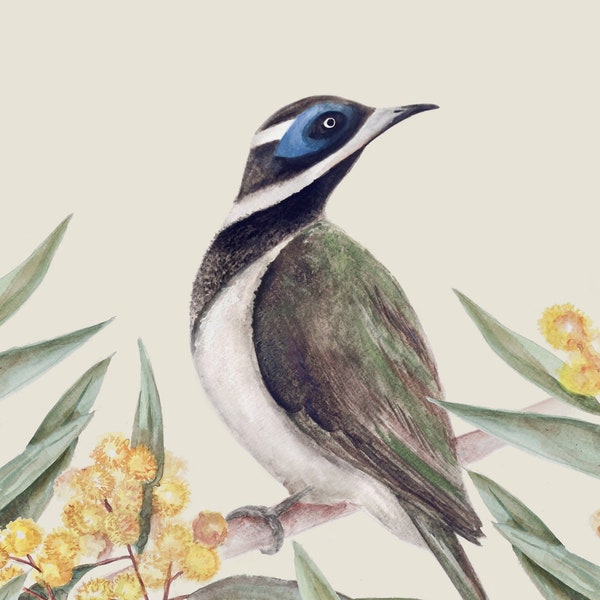 Blue Faced Honeyeater and Golden Wattle, Original, Painted Wall Art, Australian Natives, Birds, watercolor, digital download