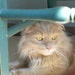 KittiesAGoGo