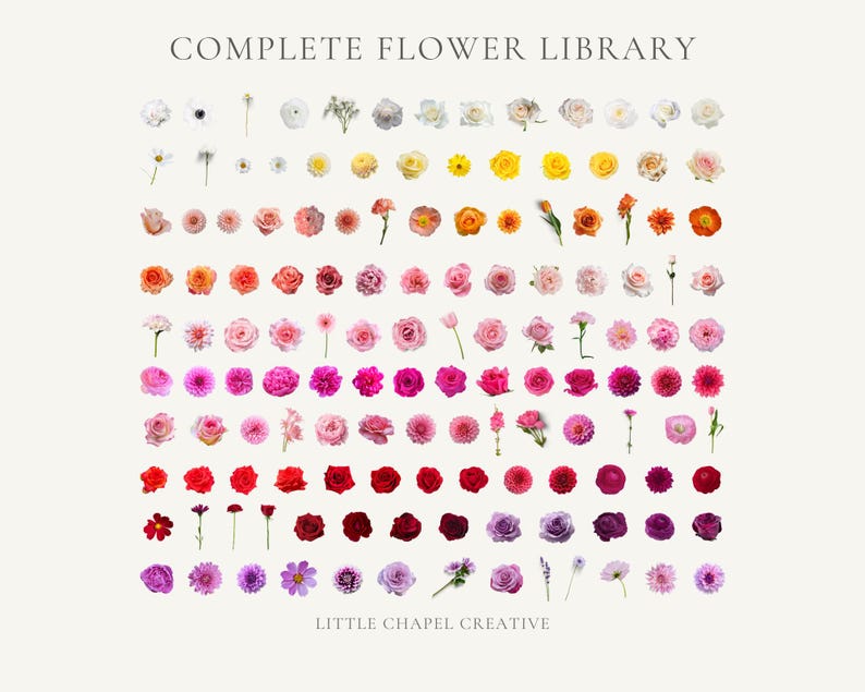 May include: A grid of diverse flowers, displaying a range of hues from white to violet. The image features the text "COMPLETE FLOWER LIBRARY" at the top and "LITTLE CHAPEL CREATIVE" at the bottom, in a neutral background.
