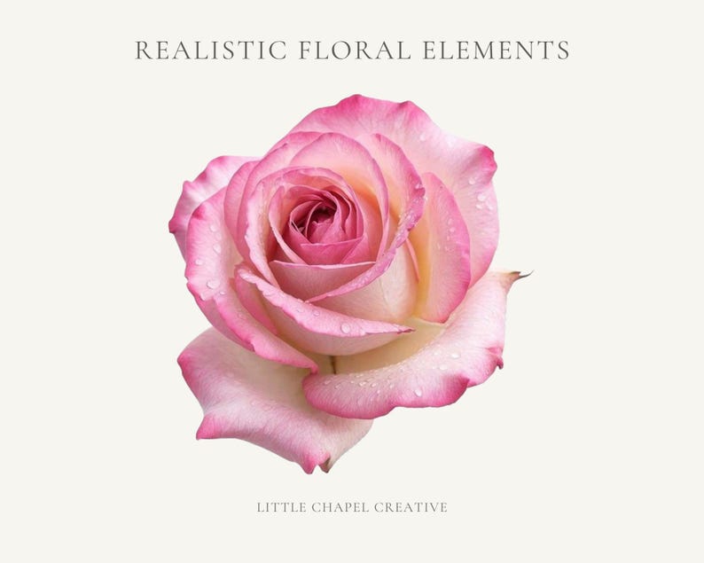 May include: A detailed image of a pink and cream rose with water droplets. The rose has a layered petal structure and is set against a cream background. Text at the top reads "REALISTIC FLORAL ELEMENTS" and at the bottom "LITTLE CHAPEL CREATIVE".
