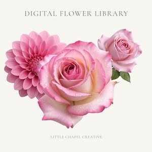May include: A digital image featuring three pink flowers: a dahlia, a rose with white edges, and a smaller rose. The flowers are set against a cream background. The text "DIGITAL FLOWER LIBRARY" and "LITTLE CHAPEL CREATIVE" are at the top and bottom.