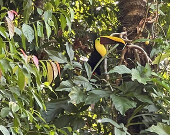 Tropical Toucan Photography Print | Jungle Wildlife Wall Art | Nature Digital Download