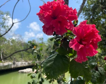 Rosa tropisk blomma vid djungelvatten i Mexiko | Digital nedladdningsbar utskrift
