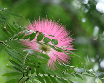 Pink Mimosa Flower Photography | Soft Botanical Wall Art | Nature Print Digital Download