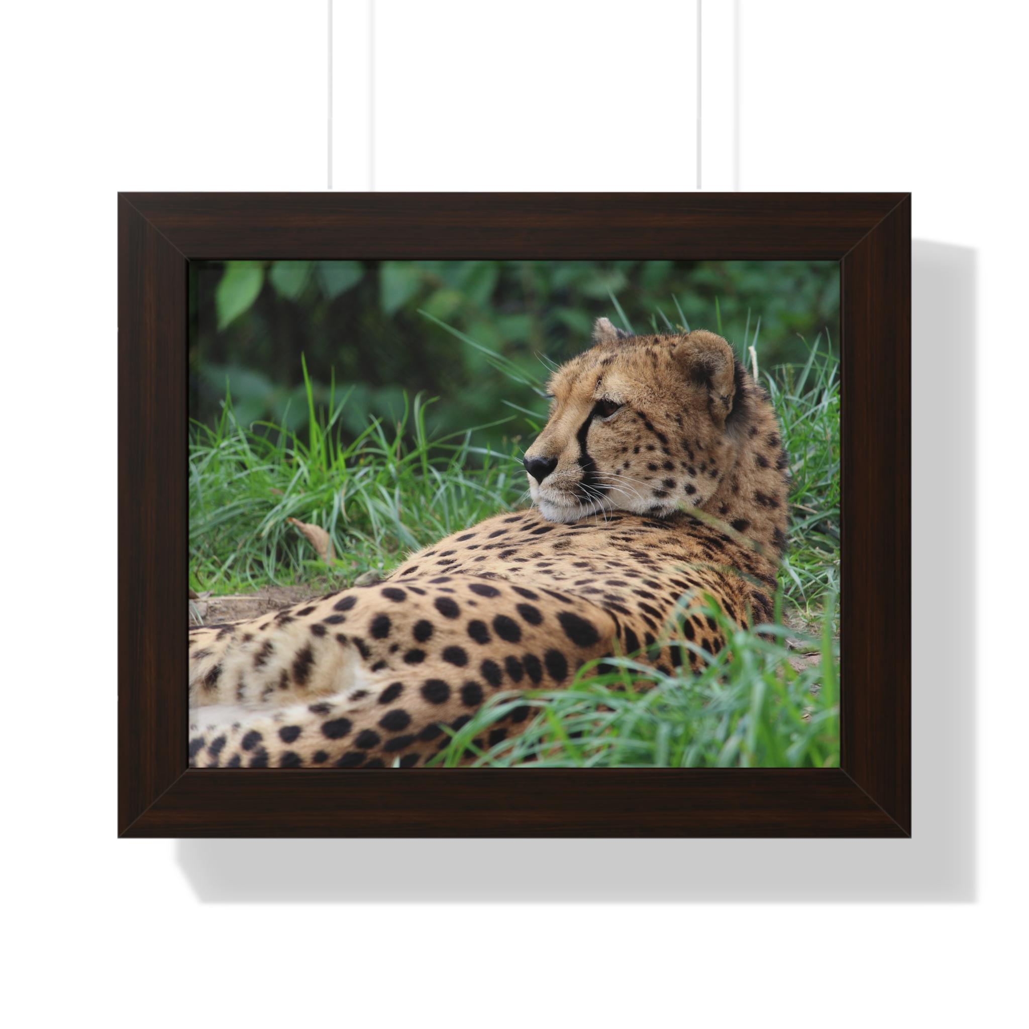 にに Relaxing Cheetah Photography Framed Horizontal Poster | Wildlife